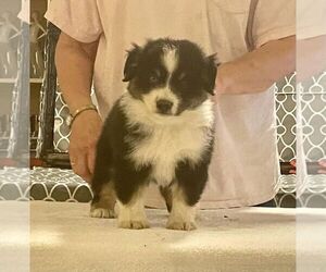 Miniature American Shepherd Puppy for sale in GARYSBURG, NC, USA