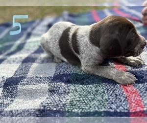 German Shorthaired Pointer Puppy for sale in BONIFAY, FL, USA
