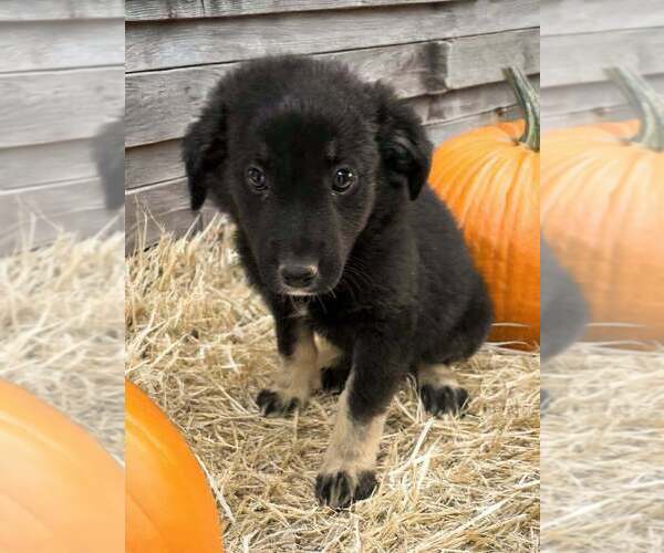 Medium Photo #3 Australian Shepherd Puppy For Sale in WILLIAMS, AZ, USA
