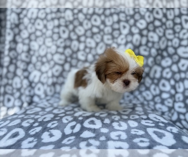 Medium Photo #8 Lhasa Apso Puppy For Sale in LAKELAND, FL, USA