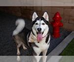 Small #2 Siberian Husky Mix