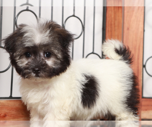 Havanese Puppy for sale in NAPLES, FL, USA