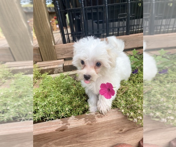 Medium Photo #11 Maltese Puppy For Sale in FREDONIA, KS, USA