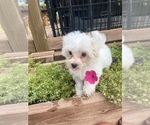 Small #10 Maltese
