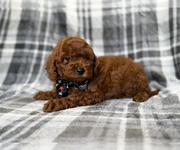 Medium Photo #3 Goldendoodle (Miniature) Puppy For Sale in LAKELAND, FL, USA