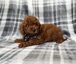 Small #2 Goldendoodle (Miniature)