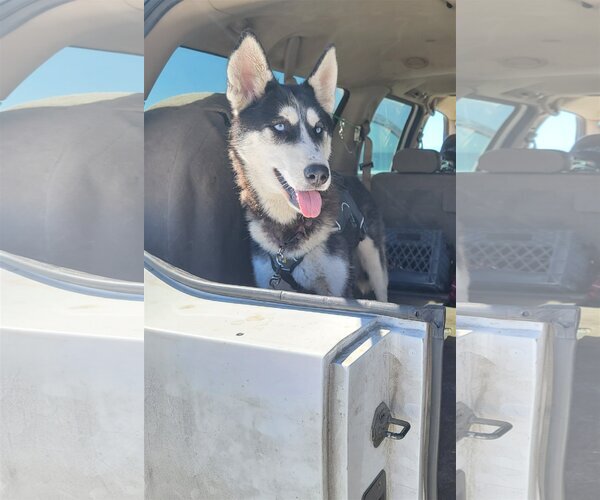 Medium Photo #3 Siberian Husky-Unknown Mix Puppy For Sale in Pacific grove , CA, USA