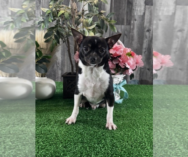 Medium Photo #6 Chihuahua Puppy For Sale in CANOGA, NY, USA