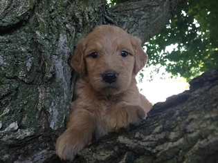 Goldendoodle Puppy for sale in WALTON, IN, USA