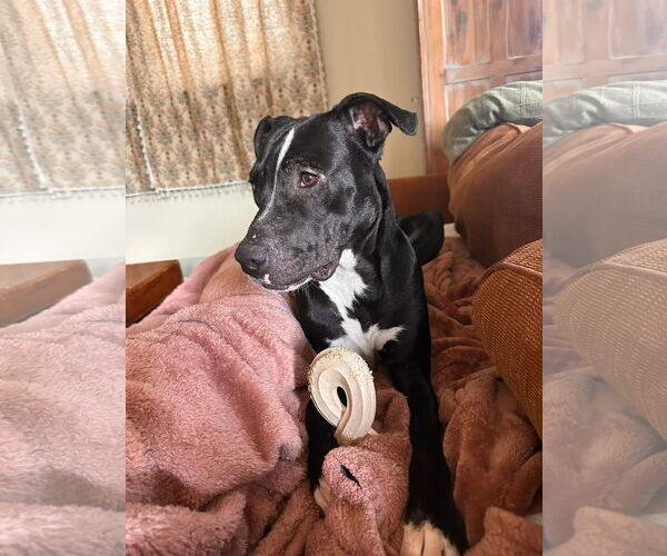 Medium Photo #3 American Staffordshire Terrier-Staffordshire Bull Terrier Mix Puppy For Sale in Oakhurst, NJ, USA