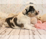 Small #9 Australian Shepherd