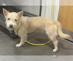 Mutt Dogs for adoption in Forestville, MD, USA
