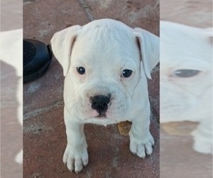 Boxer Puppy for sale in WILDWOOD, FL, USA