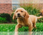 Small Photo #13 Golden Retriever Puppy For Sale in SEBREE, KY, USA
