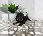 Small #2 Dachshund