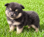 Bailey - Male Pomeranian Puppy for Sale - Photo #2