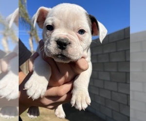 Olde English Bulldogge Puppy for sale in BAKERSFIELD, CA, USA