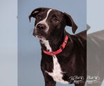 Small #8 American Pit Bull Terrier-Spaniel Mix
