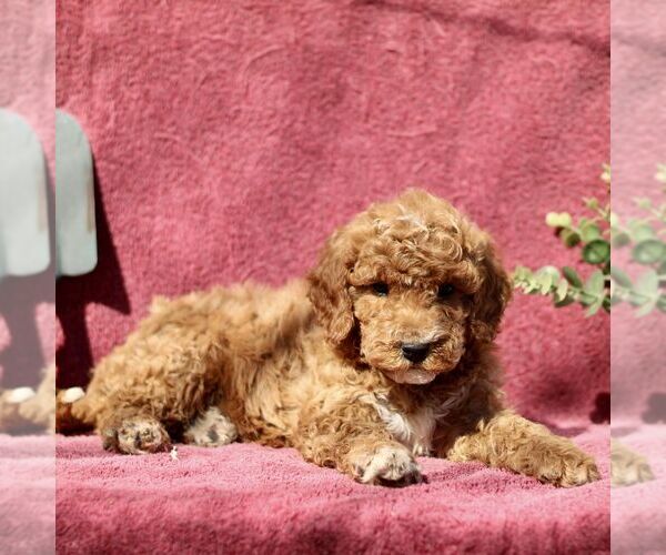 Medium Photo #1 Goldendoodle (Miniature) Puppy For Sale in EPHRATA, PA, USA