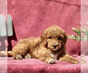 Goldendoodle (Miniature) Puppy for sale in EPHRATA, PA, USA