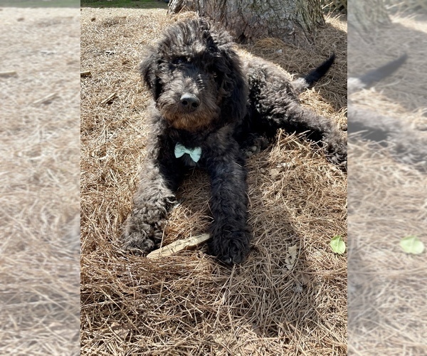 Medium Photo #2 Labradoodle-Poodle (Standard) Mix Puppy For Sale in MIDDLESEX, NC, USA