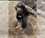 Small Photo #2 Labradoodle-Poodle (Standard) Mix Puppy For Sale in MIDDLESEX, NC, USA