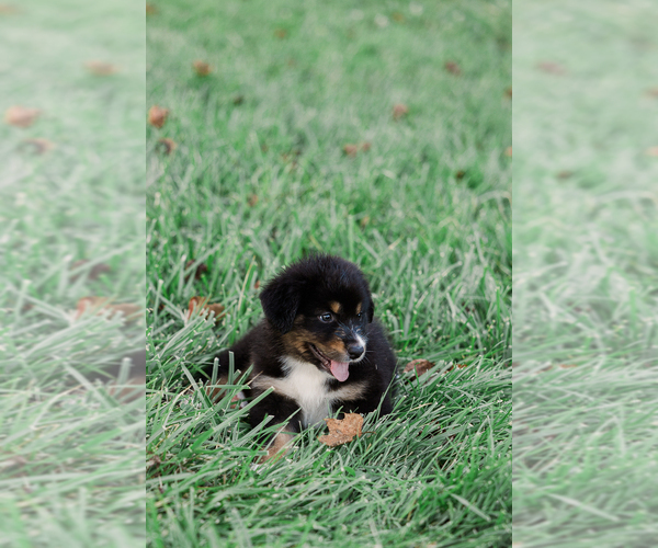Medium Photo #7 Australian Shepherd Puppy For Sale in ARODA, VA, USA