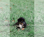 Small Photo #7 Australian Shepherd Puppy For Sale in ARODA, VA, USA