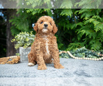 Small Photo #9 Cavapoo Puppy For Sale in KIRKWOOD, PA, USA
