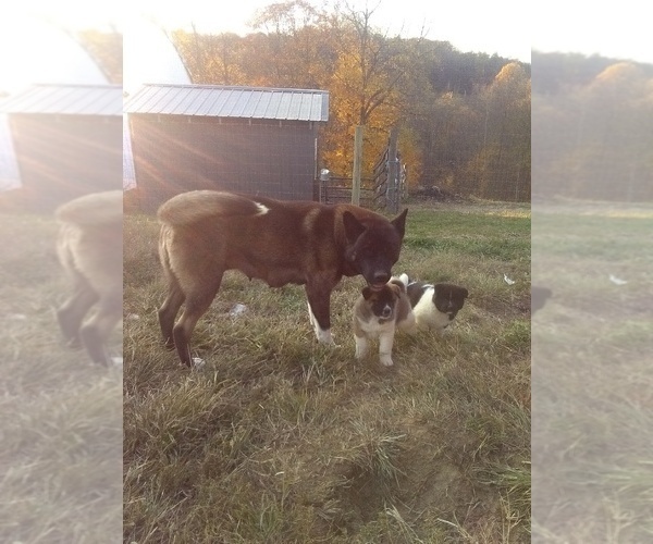 Medium Photo #1 Akita Puppy For Sale in MILLERSBURG, OH, USA