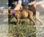 Small Photo #12 Boxer Puppy For Sale in SCOBEY, MS, USA