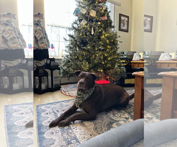 Medium Photo #2 Labrador Retriever-Unknown Mix Puppy For Sale in Woodbury, NY, USA