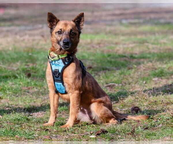 Medium Photo #3 Mutt Puppy For Sale in Ellijay, GA, USA