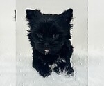 Small #15 Yorkshire Terrier