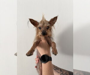 Reggie - Male Mutt Dog for Adoption - Photo #2