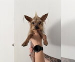 Small #1 Mutt