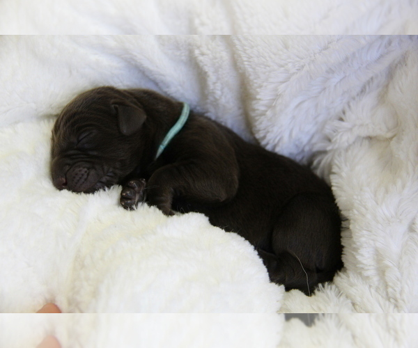 Medium Photo #10 Labrador Retriever Puppy For Sale in HYDE PARK, VT, USA