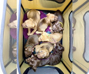 Felicie- Belles & Beau Litter - Female American Staffordshire Terrier-Unknown Mix Dog for Adoption - Photo #6