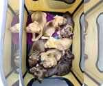 Small Photo #6 American Staffordshire Terrier-Unknown Mix Puppy For Sale in Holly Springs, NC, USA