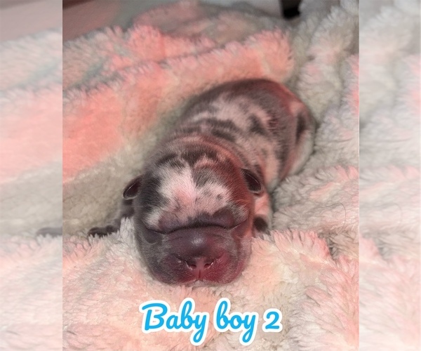 Medium Photo #6 French Bulldog Puppy For Sale in FRANKLIN, IN, USA