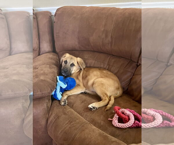 Medium Photo #4 Mutt Puppy For Sale in Royal Palm Beach, FL, USA