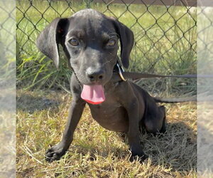 Garrett - Male Bulldog-Labrador Retriever Mix Dog for Adoption - Photo #6