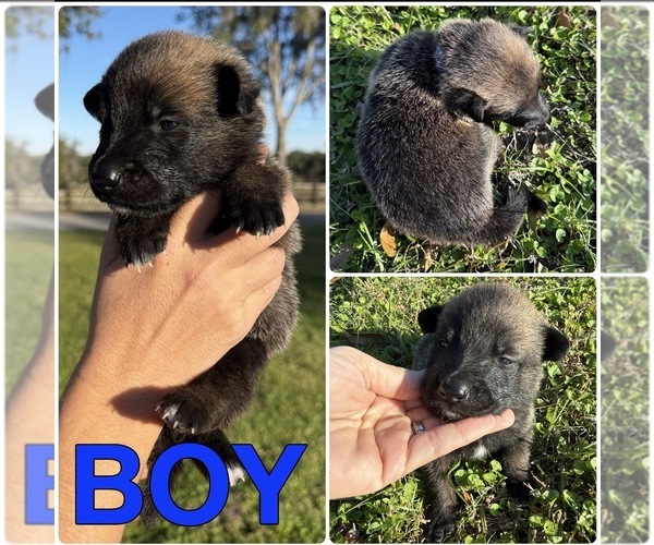 Medium Photo #6 Belgian Malinois Puppy For Sale in WILLISTON, FL, USA