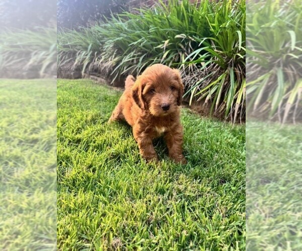 Medium Photo #40 Double Doodle Puppy For Sale in LAGRANGE, GA, USA
