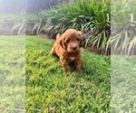 Small Photo #40 Double Doodle Puppy For Sale in LAGRANGE, GA, USA