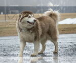 Small #8 Alaskan Malamute