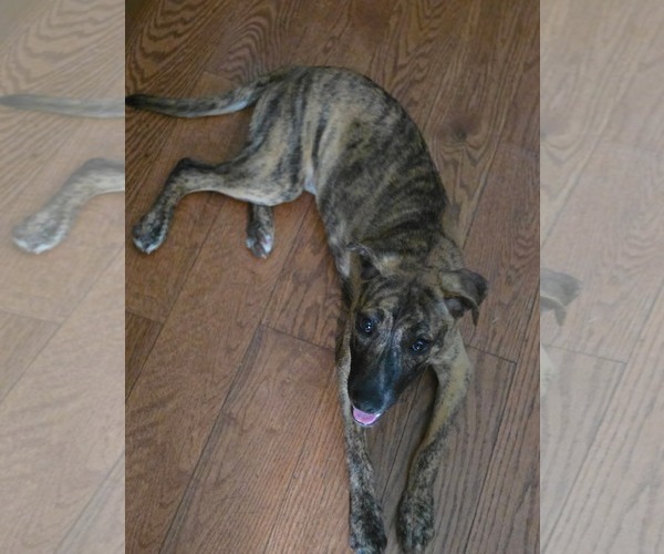 Medium Photo #4 Huskies -Labrador Retriever Mix Puppy For Sale in McDonough, GA, USA