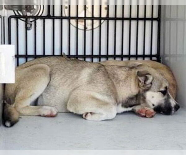 Medium Photo #1 German Shepherd Dog-Unknown Mix Puppy For Sale in Houston, TX, USA