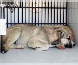 German Shepherd Dog-Unknown Mix Dogs for adoption in Houston, TX, USA