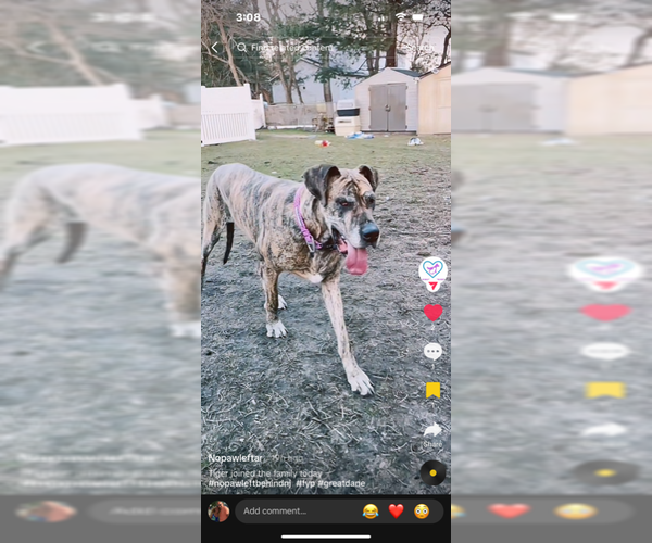 Medium Photo #1 Great Dane-Unknown Mix Puppy For Sale in Jackson Township, NJ, USA